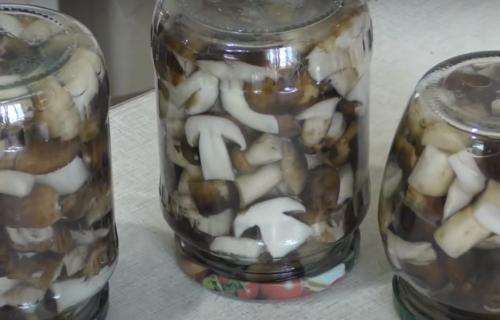 Соленые подтопольники рецепт. Как мариновать подтопольники на зиму