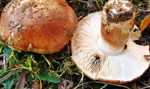 Как засолить рядовку серую. Заготовка грибов рядовок