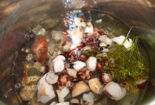 Как мариновать морозики. Рецепт маринования рядовок тополиных (подтопольников)