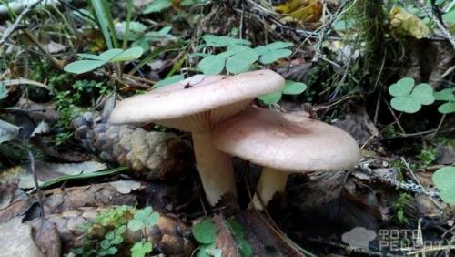 Засолка рядовок горячим способом. Рецепт: Грибы соленые - горячим способом