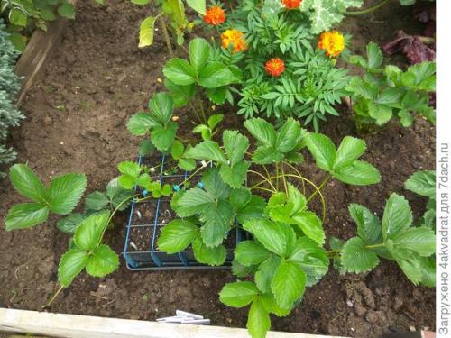 Какие сорта клубники лучше всего сажать в августе. Чтобы получить урожай летом, сажать клубнику лучше в августе