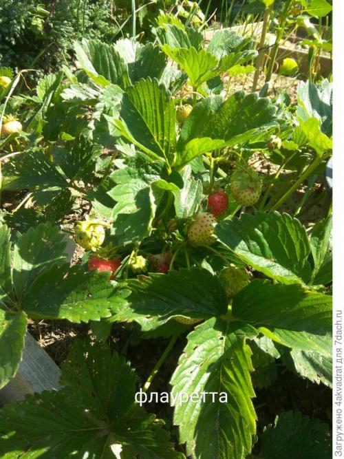 Какие сорта клубники лучше всего сажать в августе. Чтобы получить урожай летом, сажать клубнику лучше в августе