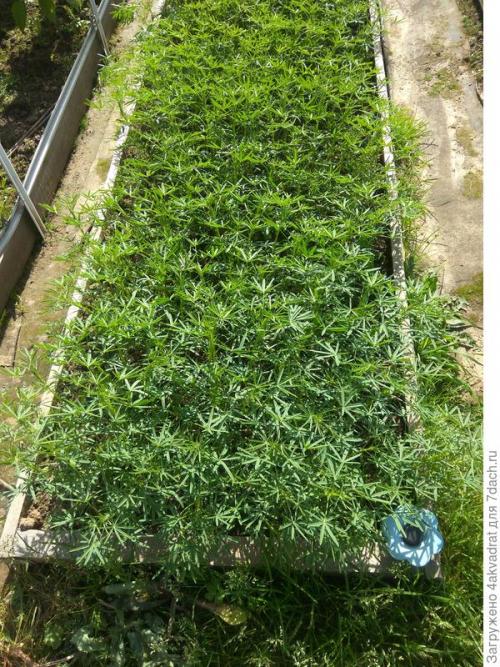 Какие сорта клубники лучше всего сажать в августе. Чтобы получить урожай летом, сажать клубнику лучше в августе