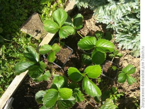 Какие сорта клубники лучше всего сажать в августе. Чтобы получить урожай летом, сажать клубнику лучше в августе