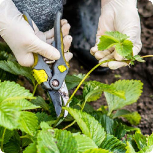 Как подготовить почву для посадки клубники осенью. КАКИЕ РАБОТЫ НУЖНО ПРОВЕСТИ НА СТАРЫХ КЛУБНИЧНЫХ ГРЯДКАХ В АВГУСТЕ – СЕНТЯБРЕ