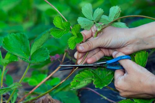 Осеннее размножение клубники усами: секреты успешного выращивания 01 Осеннее размножение клубники усами: секреты успешного выращивания 01