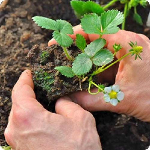 В чем разница между посадкой клубники весной и осенью. ПОСАДКА КЛУБНИКИ САДОВОЙ
