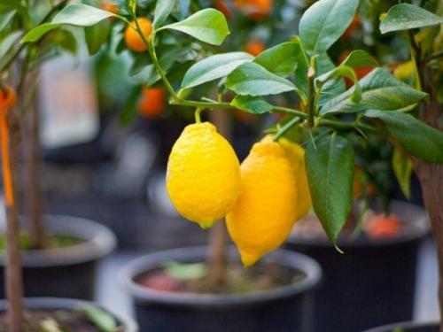 Выращивание и уход за домашним лимоном. Домашний лимон: уход за цитрусом и сроки получения урожая