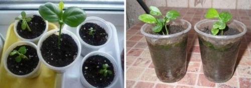 Причины выращивания лимона дома. Выращивание лимона из косточки