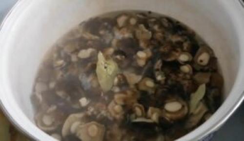 Подтопольники маринованные на зиму. Маринованные подтопольники на зиму: рецепты пикантной закуски