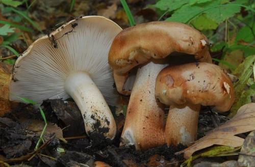 Как мариновать песочники на зиму. Маринованные грибы песочники рецепт