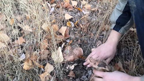 Подтопольники когда собирать. Где растут подтопольники и когда их можно собирать?