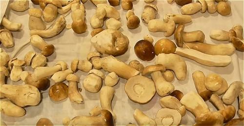 Как заморозить подтопольники на зиму. Как правильно заморозить грибы на зиму в домашних условиях? Заморозка грибов сырыми или вареными