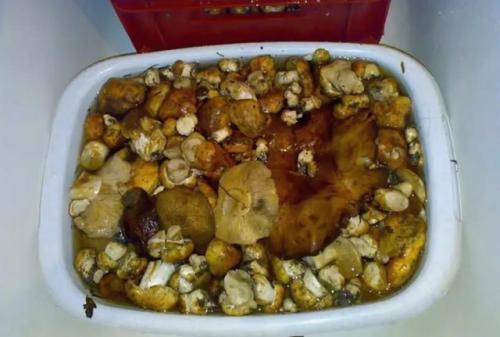 Как солить подтопольники. Как подготовить подтопольники к засолке