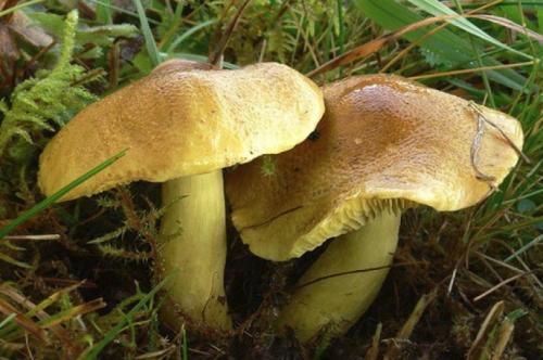 Как мариновать песочники на зиму. Маринованные грибы песочники рецепт