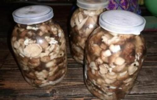 Подтопольники маринованные на зиму. Маринованные подтопольники на зиму: рецепты пикантной закуски