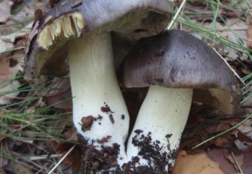 Как мариновать песочники на зиму. Маринованные грибы песочники рецепт