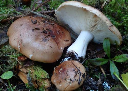 Грибы подтопольники. Гриб подтопольник (рядовка тополевая) – фото и описание гриба