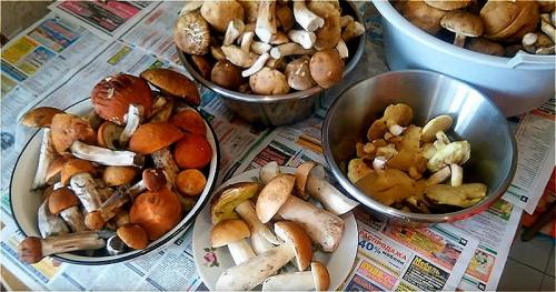 Как заморозить подтопольники на зиму. Как правильно заморозить грибы на зиму в домашних условиях? Заморозка грибов сырыми или вареными