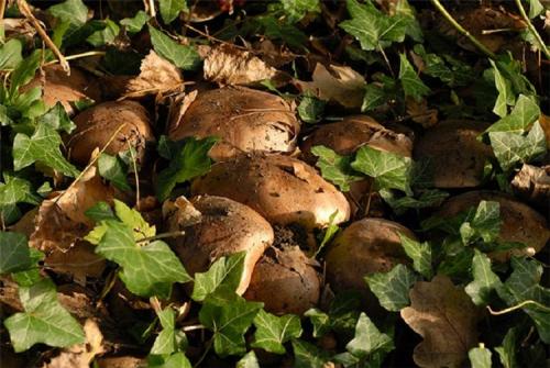 Подтопольники когда собирать. Где растут подтопольники и когда их можно собирать?