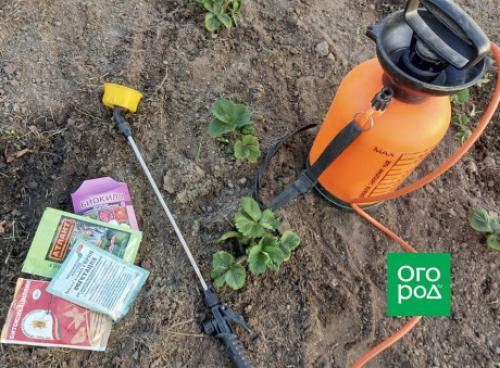 Как часто нужно поливать клубнику после посадки. Обработка от болезней и вредителей