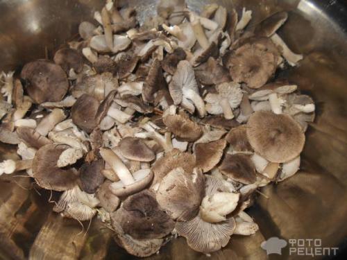 Мышата Маринованные рецепт. Рецепт: Маринованные мышата по-корейски - Очень вкусные Маринованные грибы.