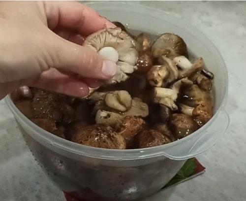 Рецепт маринование грибов рядовки на зиму. Грибы рядовки на зиму — лучшие рецепты соления, маринования, икры