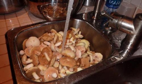 Тополевая рядовка рецепт засолки. Рецепт засолки тополевых рядовок на зиму