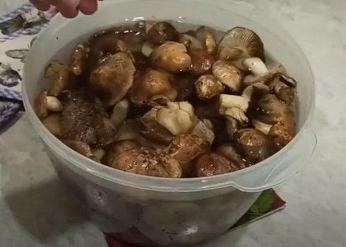 Рецепт маринование грибов рядовки на зиму. Грибы рядовки на зиму — лучшие рецепты соления, маринования, икры