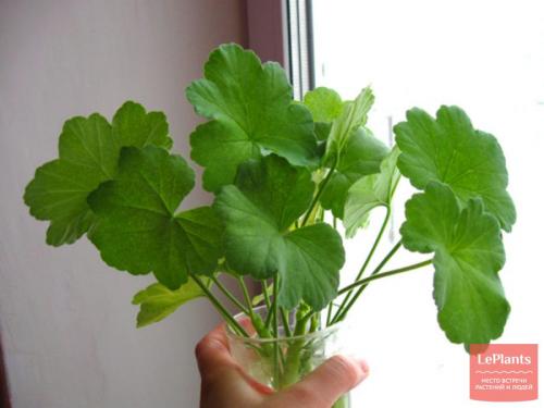 Как определить оптимальное время для укоренения растений. Содержание