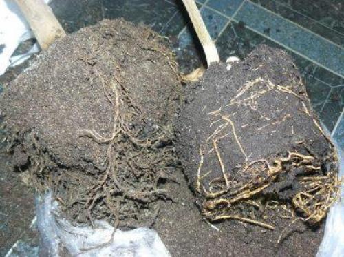 Как выбрать горшок для пересаживания лимона. Пересадка лимона: нужна ли она?