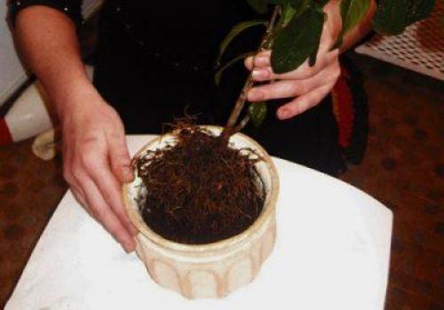 Как выбрать горшок для пересаживания лимона. Пересадка лимона: нужна ли она?