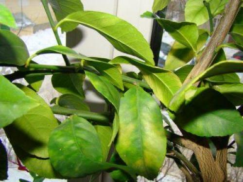 Как выбрать горшок для пересаживания лимона. Пересадка лимона: нужна ли она?