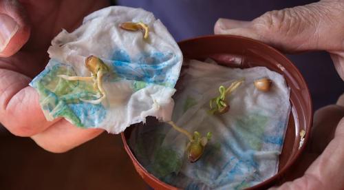 Как выбрать горшок для пересаживания лимона. Пересадка лимона: нужна ли она? 07