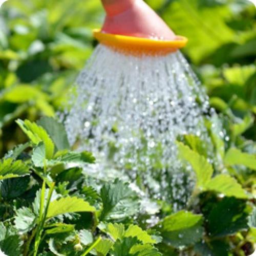 Как за клубникой ухаживать после осенней посадки до весны. КАКИЕ РАБОТЫ НУЖНО ПРОВЕСТИ НА СТАРЫХ КЛУБНИЧНЫХ ГРЯДКАХ В АВГУСТЕ – СЕНТЯБРЕ