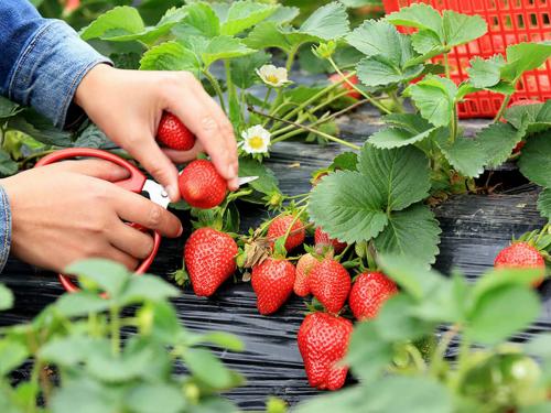 Как защитить молодые растения клубники от осенних морозов. Основные правила подготовки культуры к зиме