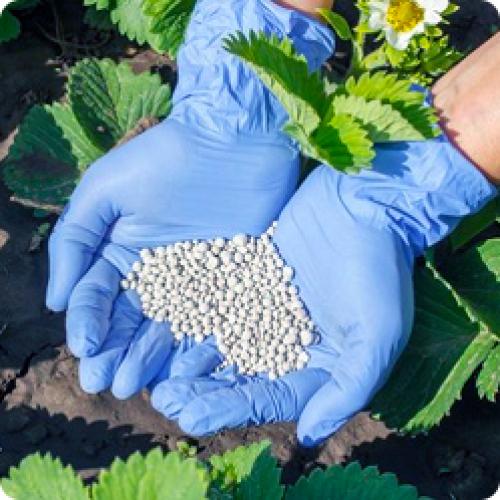 Сколько влаги требуется для усов клубники после осенней посадки. УХОД ЗА КЛУБНИКОЙ В АВГУСТЕ