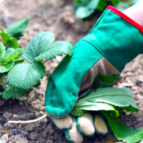 Сколько влаги требуется для усов клубники после осенней посадки. УХОД ЗА КЛУБНИКОЙ В АВГУСТЕ