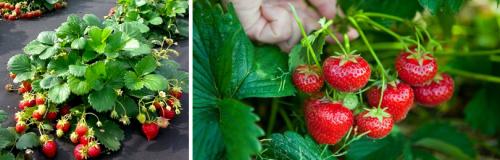 Как подготовить почву для посадки усов клубники осенью. КАКИЕ РАБОТЫ НУЖНО ПРОВЕСТИ НА СТАРЫХ КЛУБНИЧНЫХ ГРЯДКАХ В АВГУСТЕ – СЕНТЯБРЕ