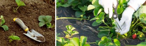 Сколько влаги требуется для усов клубники после осенней посадки. УХОД ЗА КЛУБНИКОЙ В АВГУСТЕ