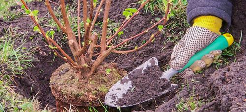 Влияет ли качество посадочного материала на результат осенней посадки. Почему я сажаю осенью: рассказываю о преимуществах осенней посадки растений