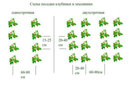 Почему мы неправильно сажаем клубнику осенью: распространенные ошибки и их последствия 02 Почему мы неправильно сажаем клубнику осенью: распространенные ошибки и их последствия 02