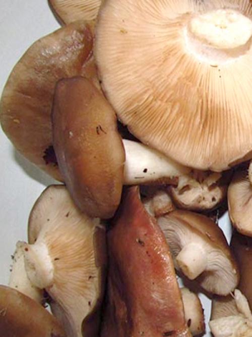 Как приготовить рядовку коричневую. 