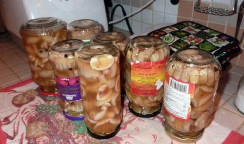 Соленые подтопольники рецепт. Как солить подтопольники на зиму? Засаливаем в банках на 2-3 литра