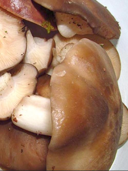 Как приготовить рядовку коричневую. 