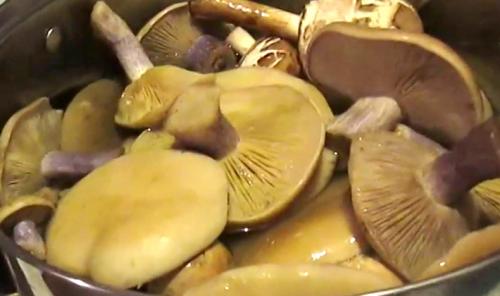 Можно ли жарить тополевую рядовку. Жареные рядовки: рецепты, как правильно приготовить грибы