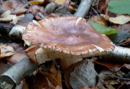 Грибы тополиная рядовка. Гриб подтопольник (рядовка тополевая) – фото и описание гриба