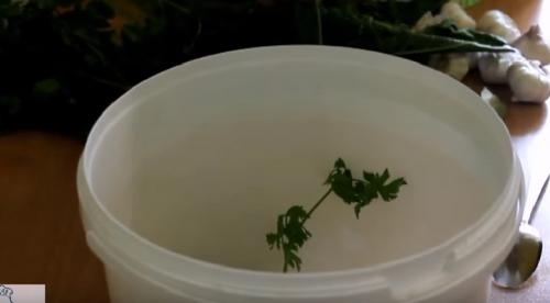 Зеленые помидоры маринованные сладкие. Маринованные зеленые помидоры на зиму – 7 простых рецептов