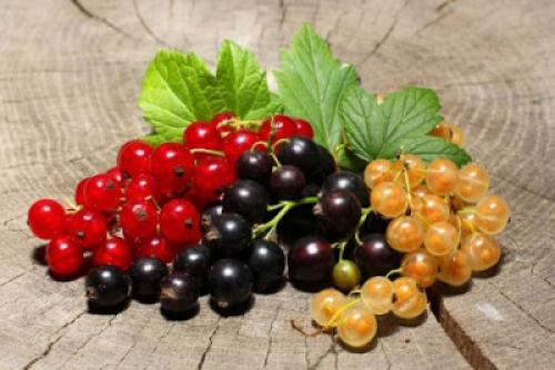 Какие сорта смородины лучше всего подходят для заготовки на зиму. Смородиновая алхимия: секреты идеальных заготовок