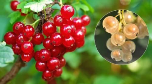 Какие сорта смородины лучше всего подходят для заготовки на зиму. Смородиновая алхимия: секреты идеальных заготовок